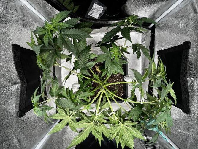 Laughing Buddha | SF1000D | solo run. Week 6