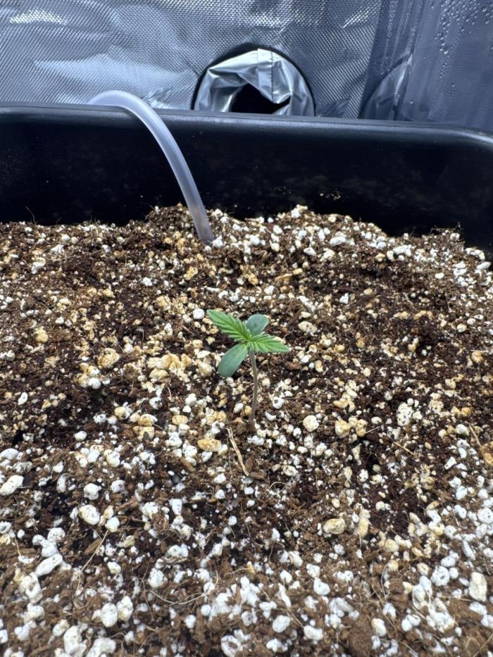 First time 51st B-day. Week 0 - Growing Miss Daisy