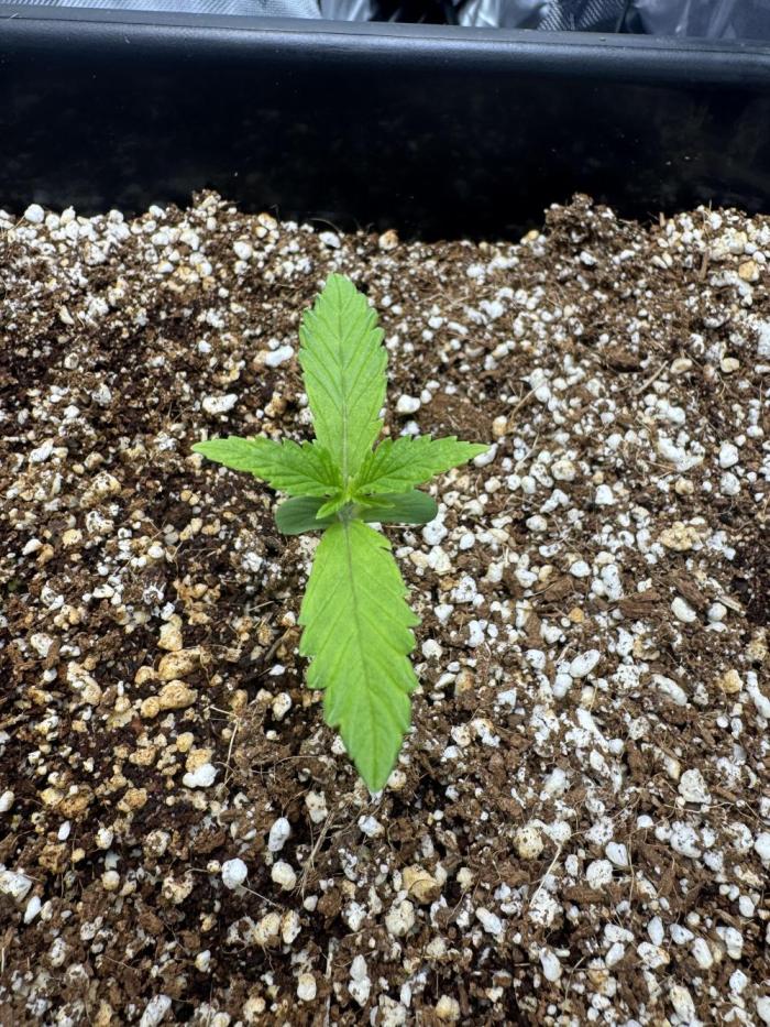 First time 51st B-day. Week 1 - Considering this day 1 veg, next watering will be 1/4 strength General Hydro gro
