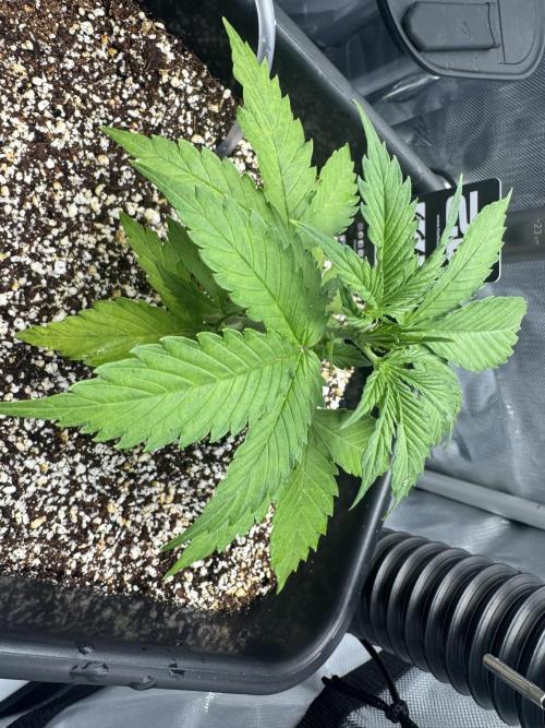 First time 51st B-day. Week 3 - Any tips based on pictures? Beginning of week 3 of vegetation.