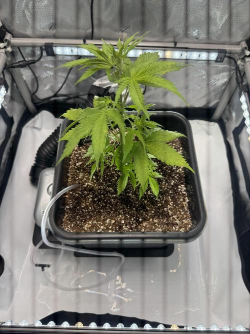 First time 51st B-day. Week 4