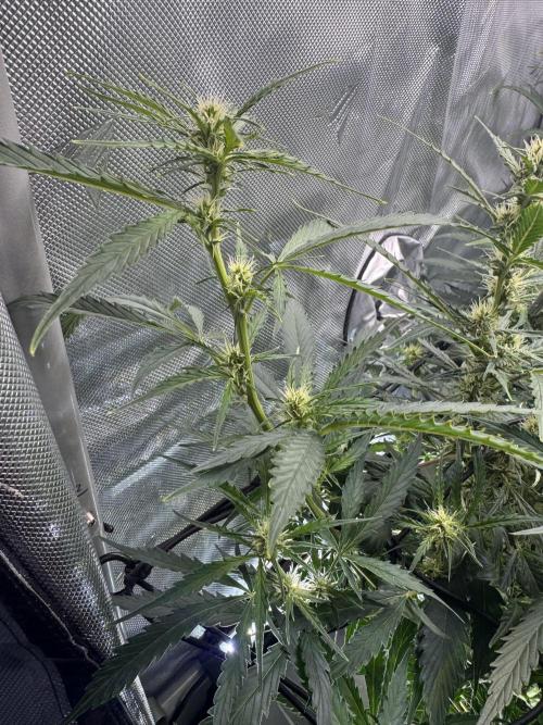 First time 51st B-day. Week 8 - This is a bottom branch that’s run really tall. Should I have removed it?