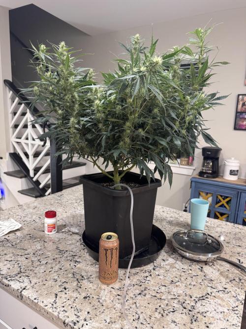 First time 51st B-day. Week 9 - Autopot was gummed up so we visited the countertop.