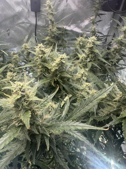 First time 51st B-day. Week 9 - Decided to defoliate and just went for it. 