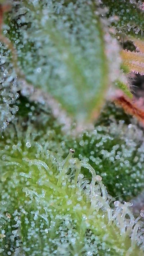 First time 51st B-day. Week 9 - Is this photo even able to be used to check trichomes? Used a cheap WiFi micro