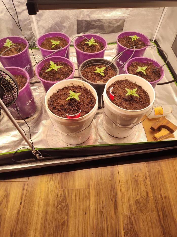 Summer 2026 420 fast buds. Week 2