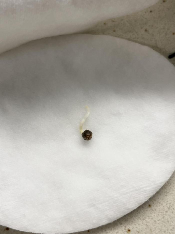 Auto Frozen Biscotti 2026. Week 0