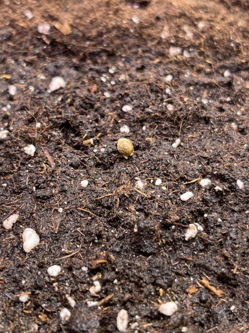 Auto Frozen Biscotti 2026. Week 1