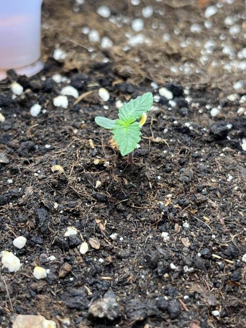 Auto Frozen Biscotti 2026. Week 1