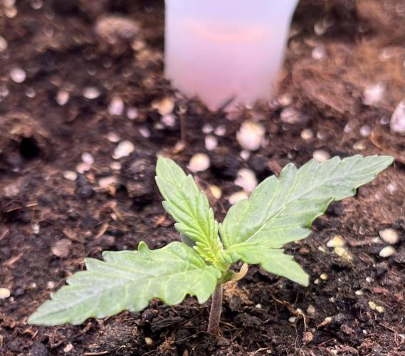 Auto Frozen Biscotti 2026. Week 2