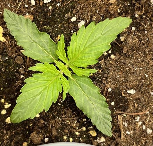 Auto Frozen Biscotti 2026. Week 2