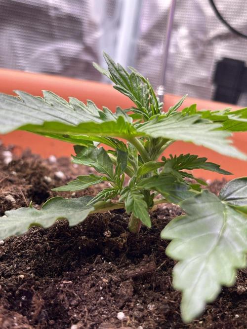 Auto Frozen Biscotti 2026. Week 2