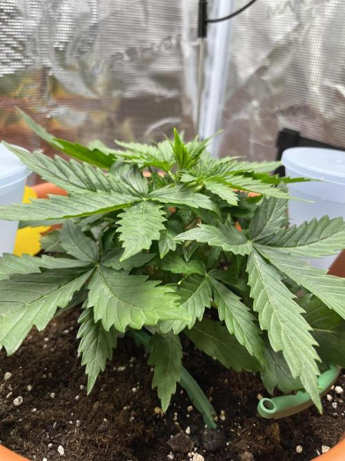 Auto Frozen Biscotti 2026. Week 3