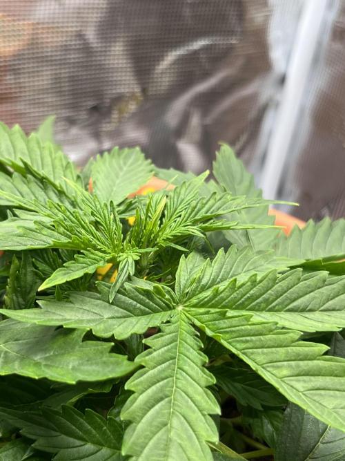 Auto Frozen Biscotti 2026. Week 3