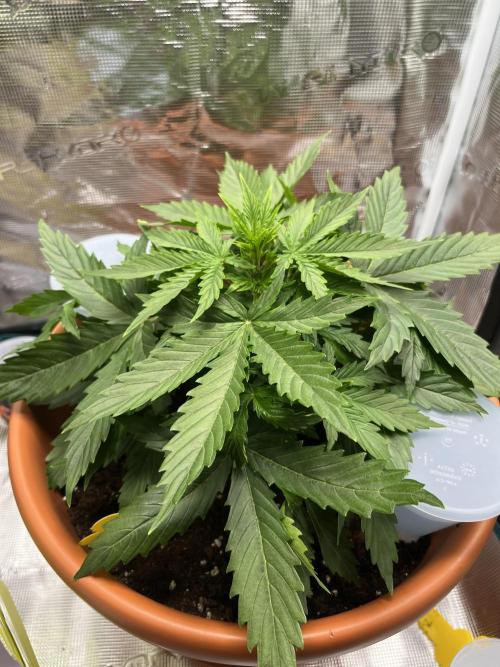 Auto Frozen Biscotti 2026. Week 4