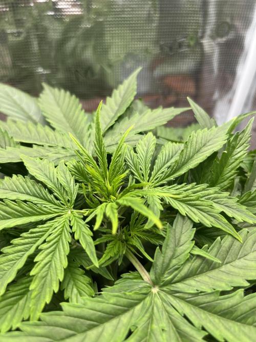 Auto Frozen Biscotti 2026. Week 4