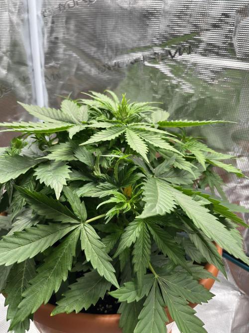 Auto Frozen Biscotti 2026. Week 4