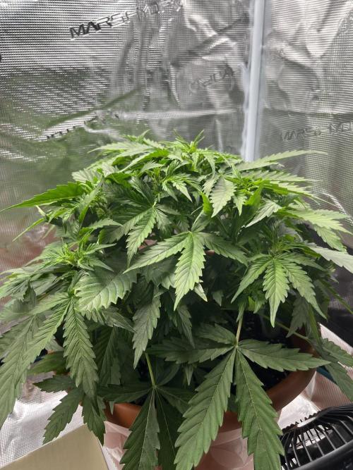 Auto Frozen Biscotti 2026. Week 4