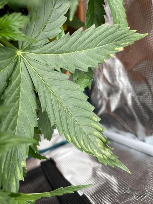 Auto Frozen Biscotti 2026. Week 4