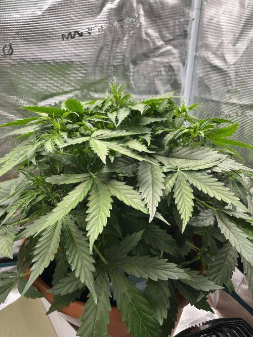 Auto Frozen Biscotti 2026. Week 5