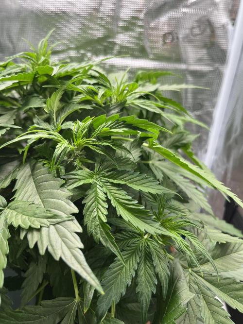 Auto Frozen Biscotti 2026. Week 5