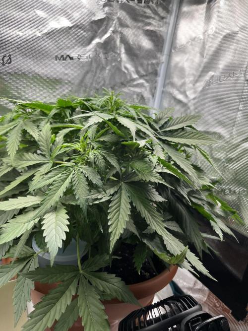 Auto Frozen Biscotti 2026. Week 5