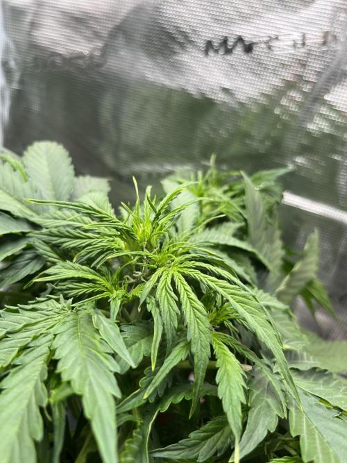 Auto Frozen Biscotti 2026. Week 5