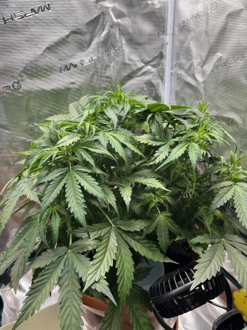 Auto Frozen Biscotti 2026. Week 5