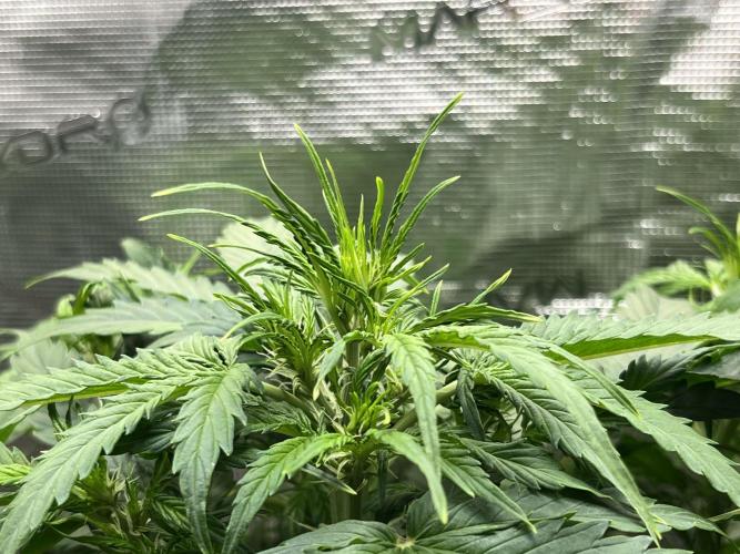 Auto Frozen Biscotti 2026. Week 5