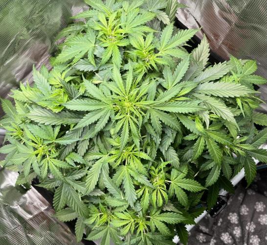 Auto Frozen Biscotti 2026. Week 5