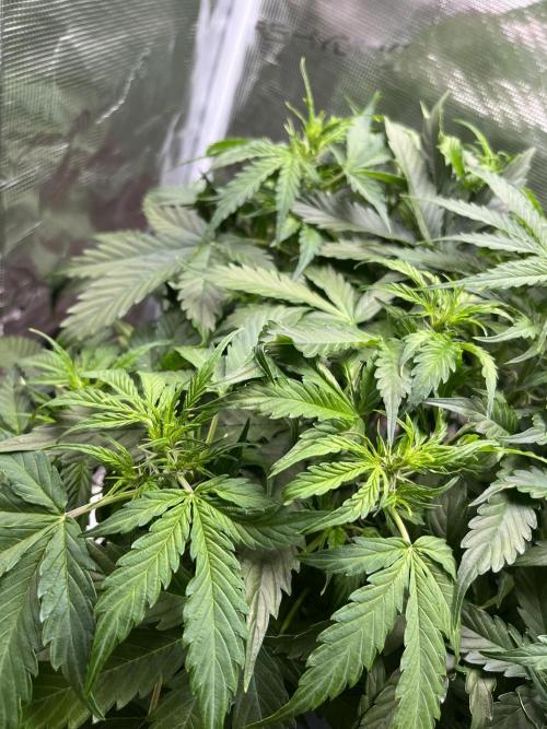 Auto Frozen Biscotti 2026. Week 5