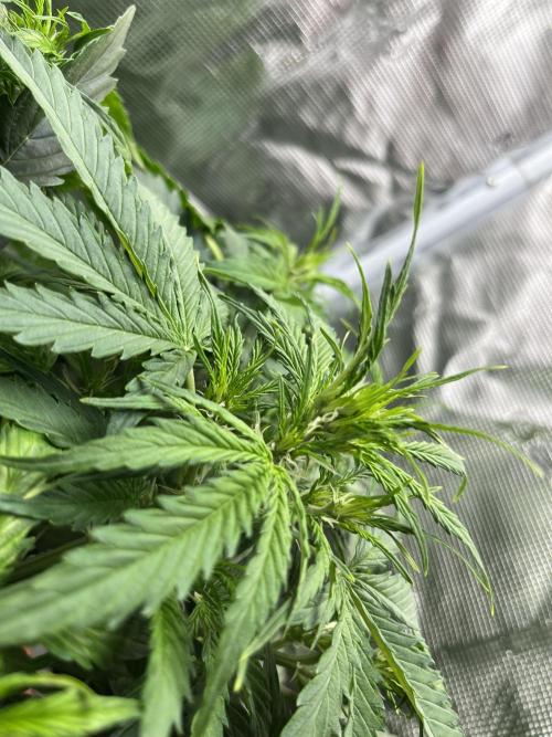 Auto Frozen Biscotti 2026. Week 5