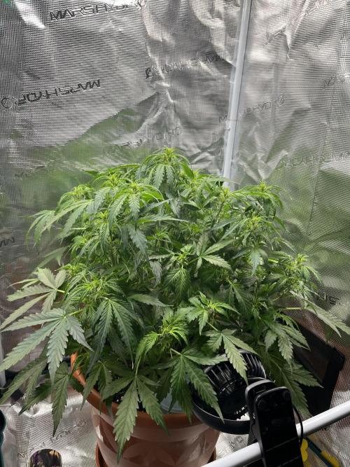 Auto Frozen Biscotti 2026. Week 6