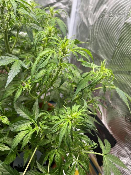 Auto Frozen Biscotti 2026. Week 6