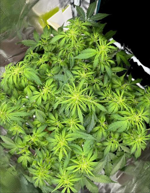 Auto Frozen Biscotti 2026. Week 6