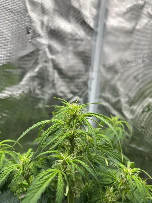 Auto Frozen Biscotti 2026. Week 6