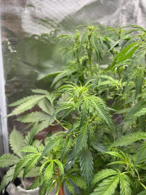 Auto Frozen Biscotti 2026. Week 6