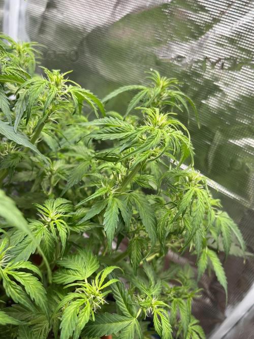 Auto Frozen Biscotti 2026. Week 6