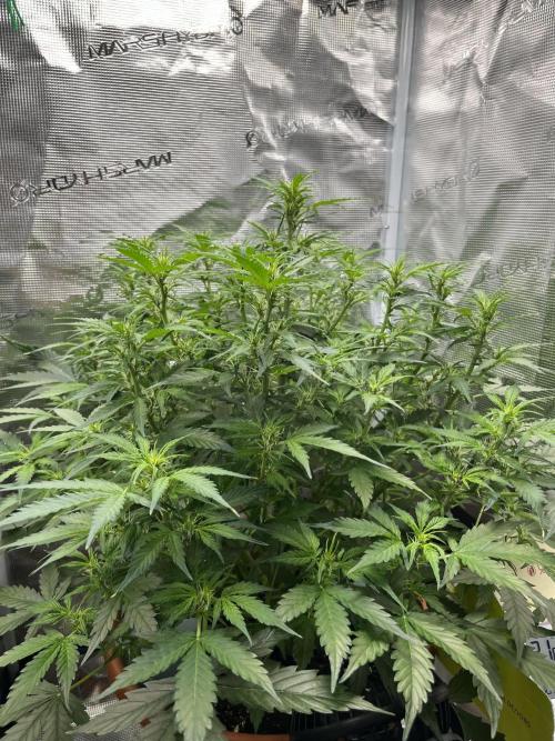 Auto Frozen Biscotti 2026. Week 6
