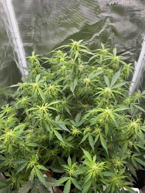 Auto Frozen Biscotti 2026. Week 7