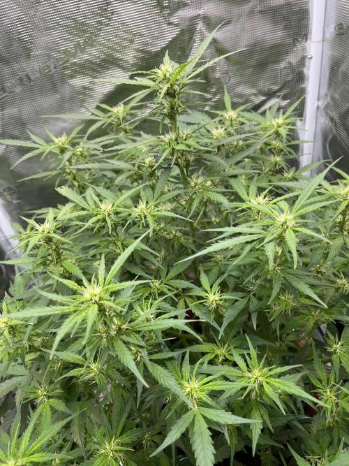 Auto Frozen Biscotti 2026. Week 7