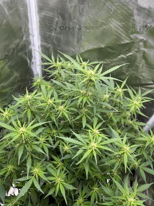 Auto Frozen Biscotti 2026. Week 7