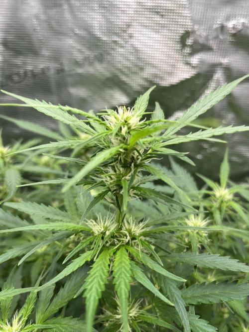 Auto Frozen Biscotti 2026. Week 7