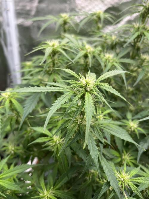 Auto Frozen Biscotti 2026. Week 7