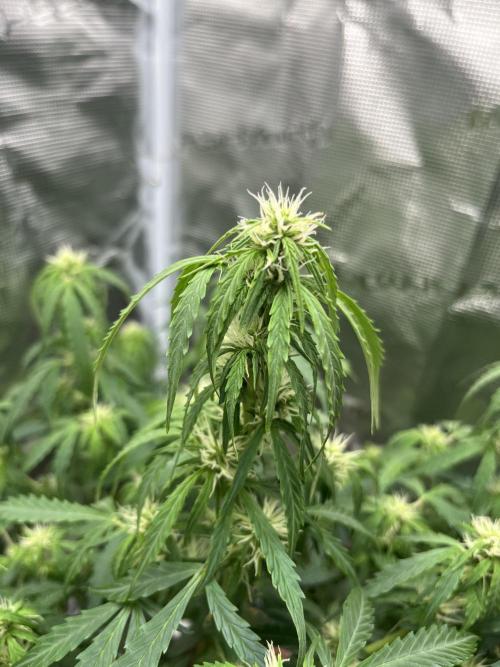 Auto Frozen Biscotti 2026. Week 7