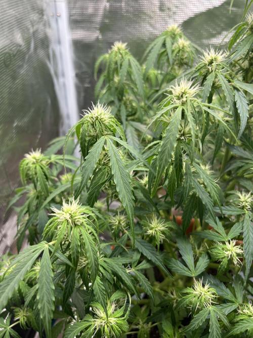 Auto Frozen Biscotti 2026. Week 7