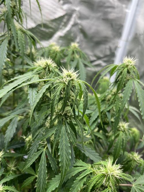 Auto Frozen Biscotti 2026. Week 7