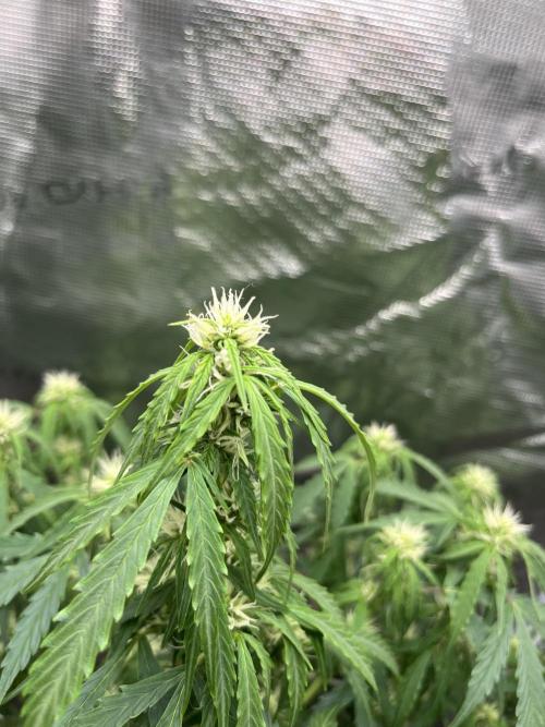 Auto Frozen Biscotti 2026. Week 7
