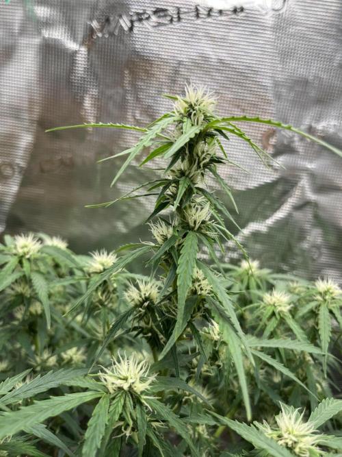 Auto Frozen Biscotti 2026. Week 7