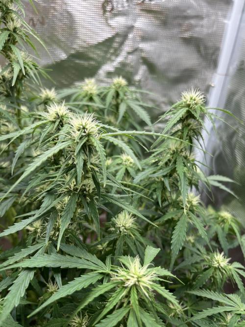 Auto Frozen Biscotti 2026. Week 7